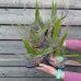 Aloe vera (Aloe vera) - kont. C1L, výška 15-25 cm